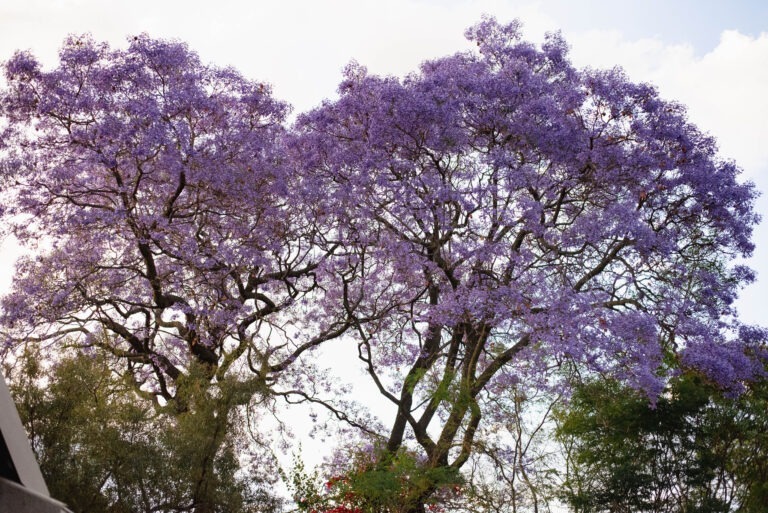 Ambiance - Garden